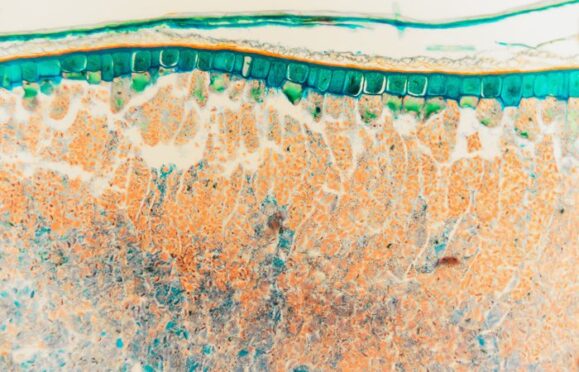 Cell structures in Cambridge IGCSE Biology